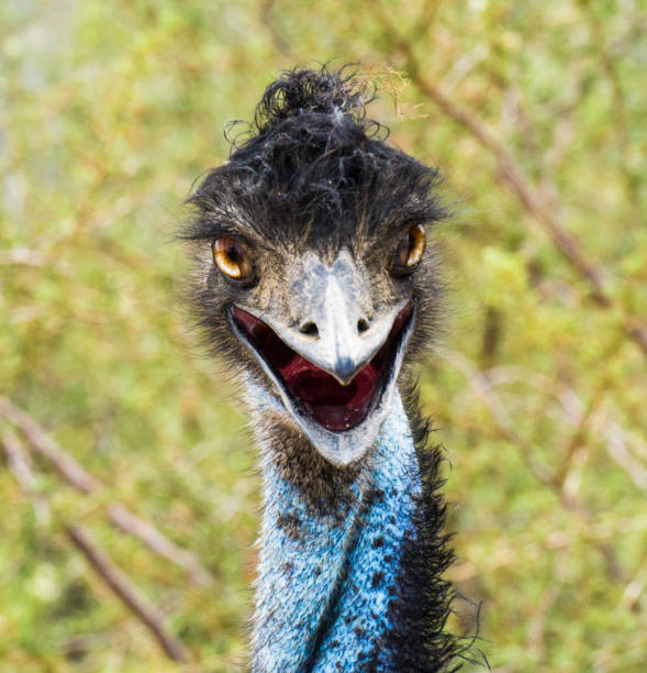 istock Bad Hair Day Emu 838478678