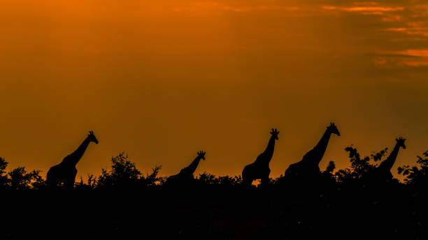 istock herd of giraffes under sunset in blacklight in Kruger park 838479350