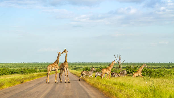 キリンとシマウマの道路を横断のグループ - kruger national park ストックフォトと画像