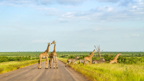 grupo de girafas e zebras cruzando a estrada - kruger national park national park southern africa africa - fotografias e filmes do acervo