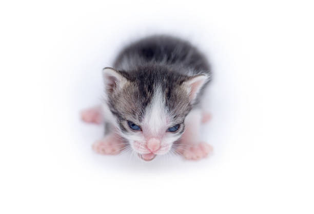 istock Beautiful cat isolated on white background 838479434