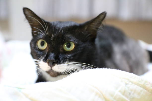 istock Black Cat close up -Stock Image 838481040