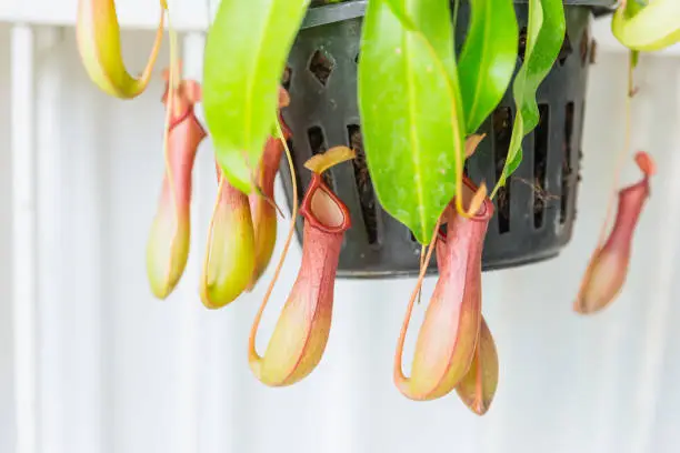 carnivorous animal eat plant. Tropical pitcher plants and monkey cups