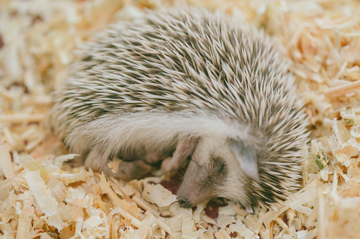 Hedgehog lazy cute exotic sleeping on wooden sliver bed