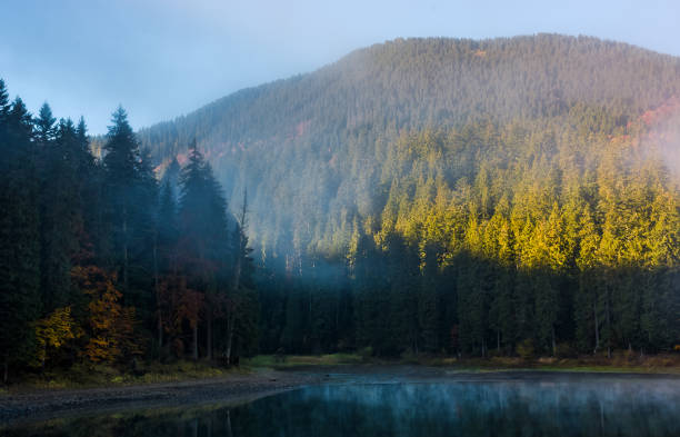 istock coniferous forest in fog around the mountain lake 838484422