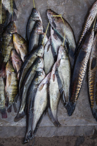 istock Catch fish in market, close up 838484598