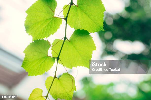 Grape Vine Green Garden Nature Ecology Closeup High Detail Green Leaf Texture With Chlorophyll And Process Of Photosynthesis In Plant Stock Photo - Download Image Now