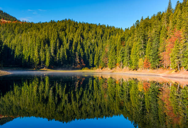 istock coniferous forest with lake in mountains 838484720