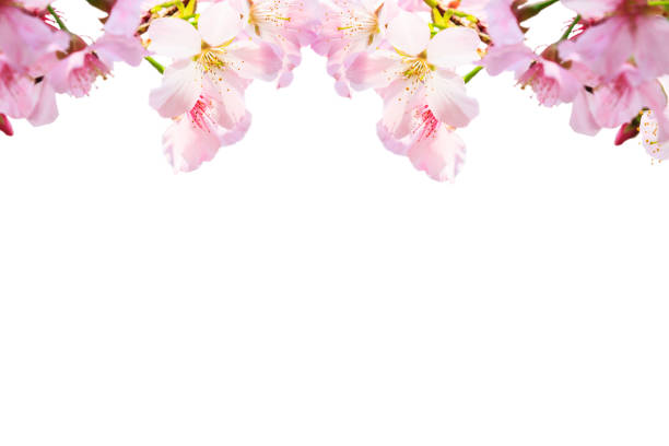 The realistic sakura cherry branch with blooming flowers with nice background color