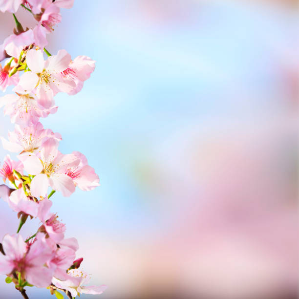 istock realistic sakura cherry branch with blooming flowers with nice background color 838489416
