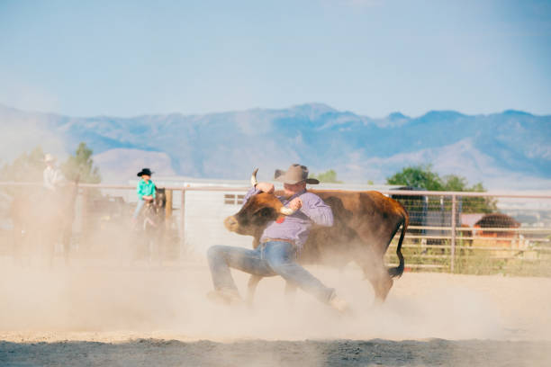 istock Cowboy wrestling with a steer on the ground 838492232