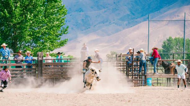 istock Cowboy riding a bull 838492378