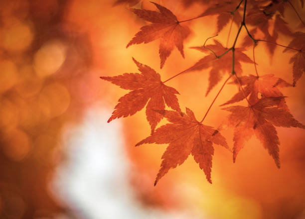 秋の葉、非常に浅いフォーカス - japanese maple leaf autumn abstract ストックフォトと画像