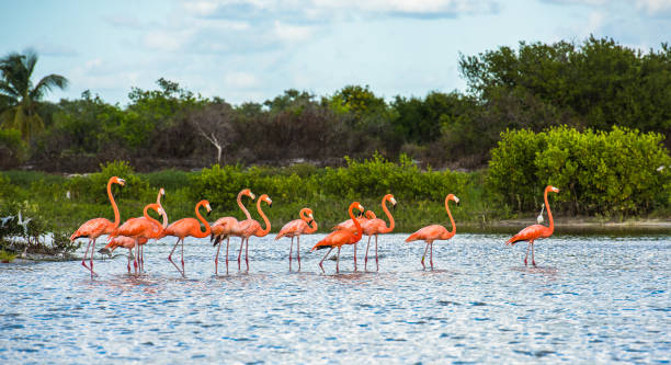 istock Flamingoes at Celestun Biosphere Reserve, Yucatan, Mexico 838493398