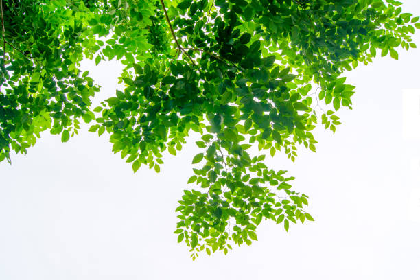 istock The branches and leaves are green on a white background 838494802