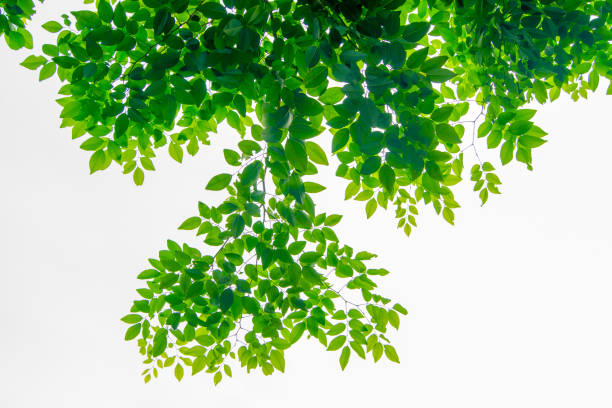 istock The branches and leaves are green on a white background 838494892