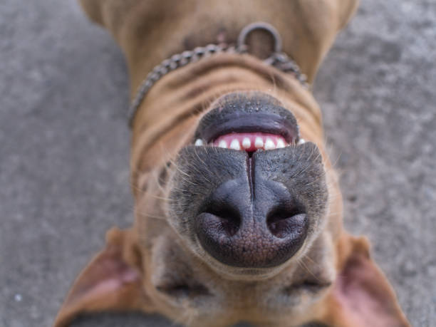 istock Brown Dog Sleep and Smile 838494926