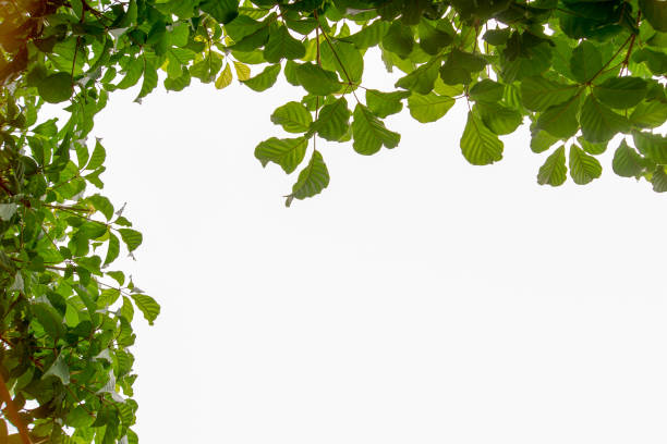 istock The branches and leaves are green on a white background 838495744