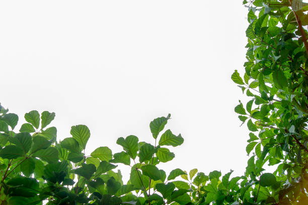 istock The branches and leaves are green on a white background 838495748