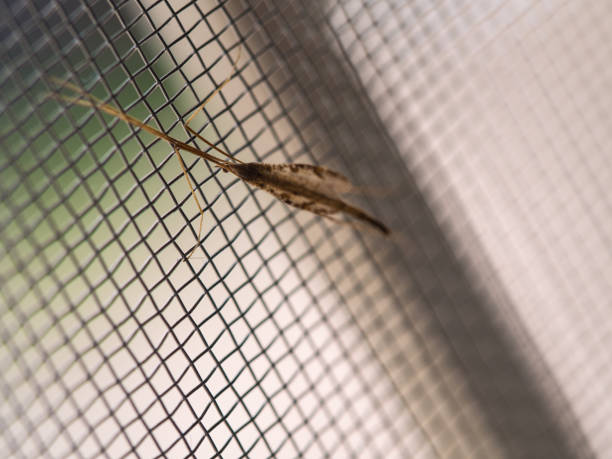 istock Insect Long Legs on Mosquito Wire Screen 838496036