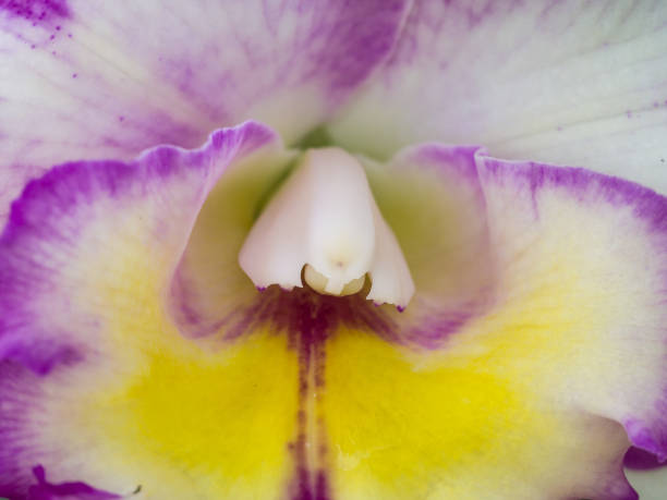 White Purple Yellow Cattleya Flower White Purple Yellow Cattleya Flower Orchid Blooming cattleya magenta orchid tropical climate stock pictures, royalty-free photos & images