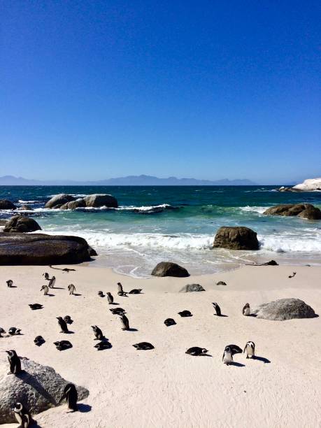 istock Penguins in Boulder's Beach 838496730