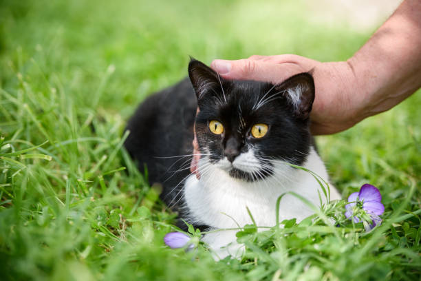 istock Master's hand stroking the cat in green grass 838498684