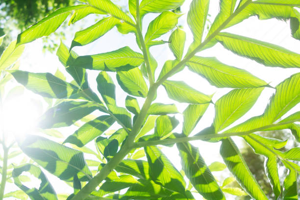 istock The branches and leaves are green on a white background 838499774