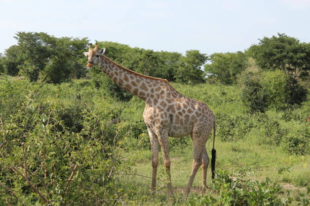 istock Giraffe at Chobe National Park 838500166