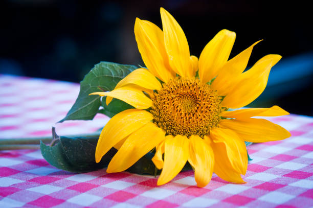 istock Mature sunflower on the campaign table 838502804