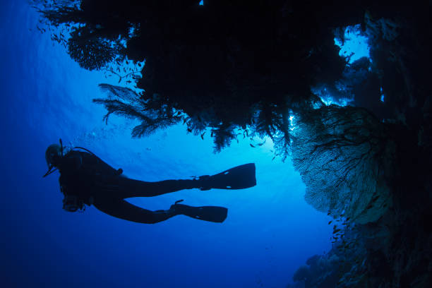 scuba diver es explorar y disfrutar de fotos de arrecife de coral mar vida sporting mujeres bajo el agua - siluete fotografías e imágenes de stock