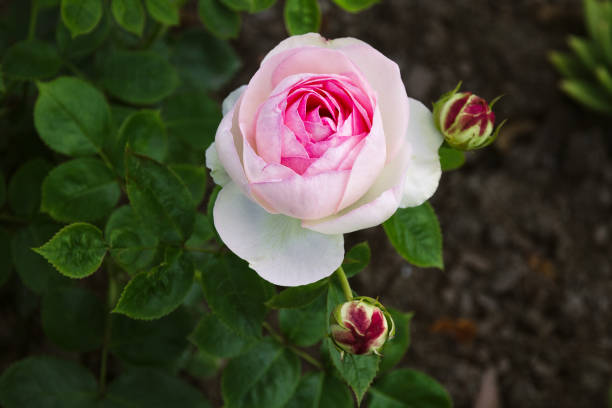 istock Flowers three pink rose buds bursting in bloom 838503978