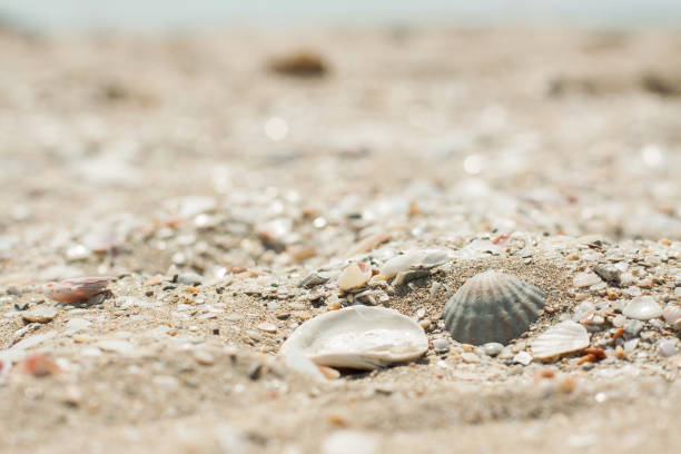 istock a piece of sandy beach with small shells 838504166