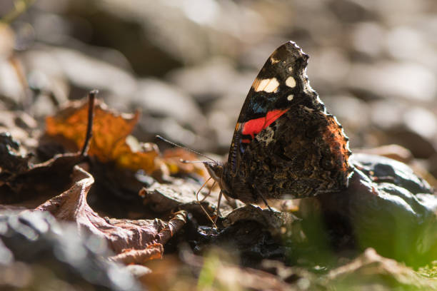 Red admiral butterfly (Vanessa atalanta) feeding on fallen fruit Insect in the family Nymphalidae at rest using proboscis to take sugar from plums under tree vanessa atalanta stock pictures, royalty-free photos & images