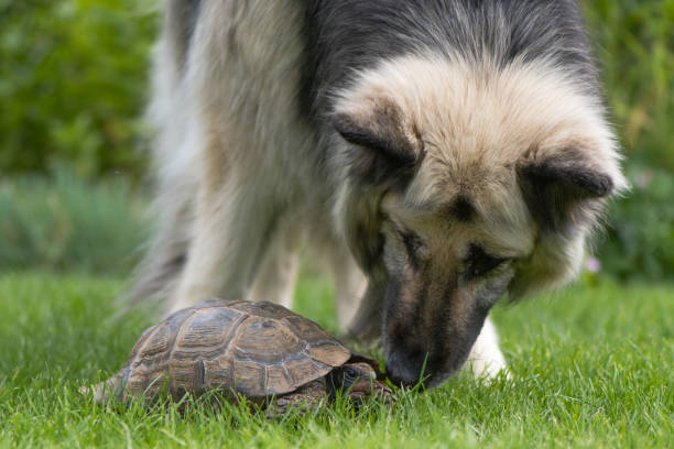tortue d’instruction de chien berger allemand - poking nose in photos et images de collection