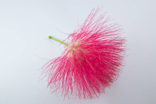 Closeup Pink flower Powder Puff or Head Powder Puff isolated