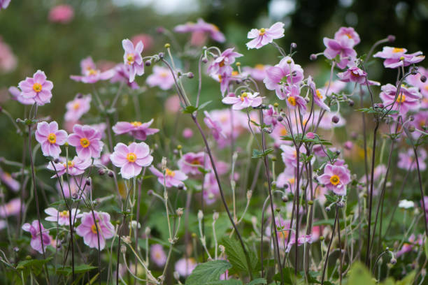 Japanese anemone (Anemone hupehensis) plants in flower Pink garden plant in the family Ranunculaceae, aka Chinese anemone, thimbleweed or windflower japanese anemone windflower flower anemone flower stock pictures, royalty-free photos & images