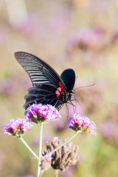 istock Butterflies in the flower 838506272