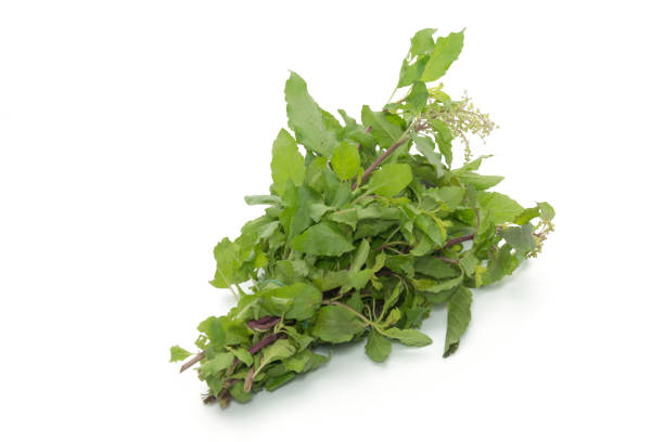 istock hot basil leaves isolated on white background 838506536