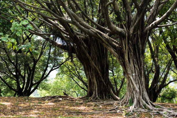 istock Close-up of a roots on a rock 838506706