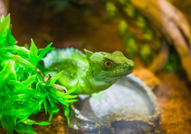 istock The green lizard in a terrarium = 838506946