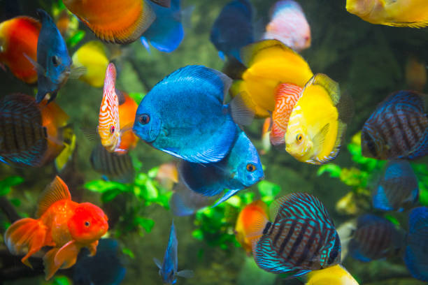 istock Symphysodon discus in an aquarium 838506966