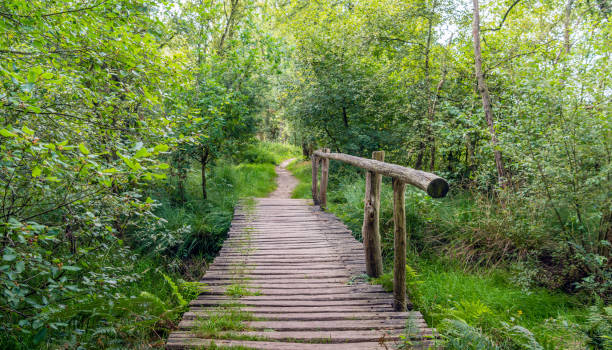 istock Simple wooden bridge in a Dutch nature reserve 838508784