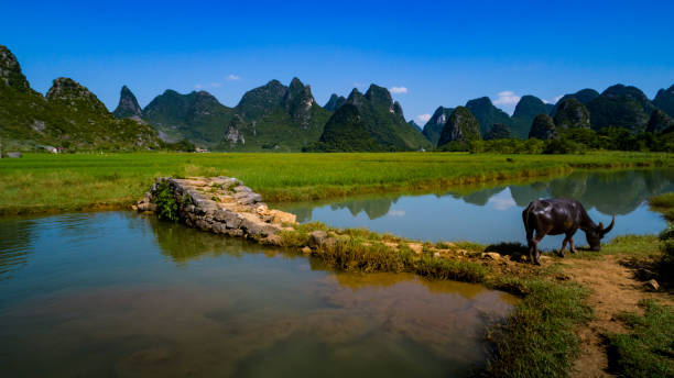 istock Cattle in the Lijiang River side 838515042