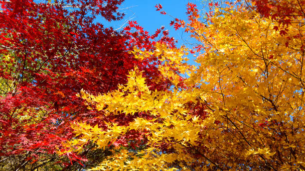 istock Autumn leaves in autumn park. 838517408