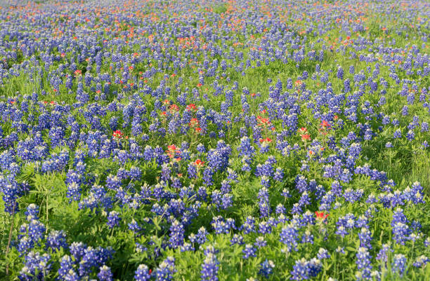 istock Bluebonnet flowers blooming in Irving, Texas 838518694