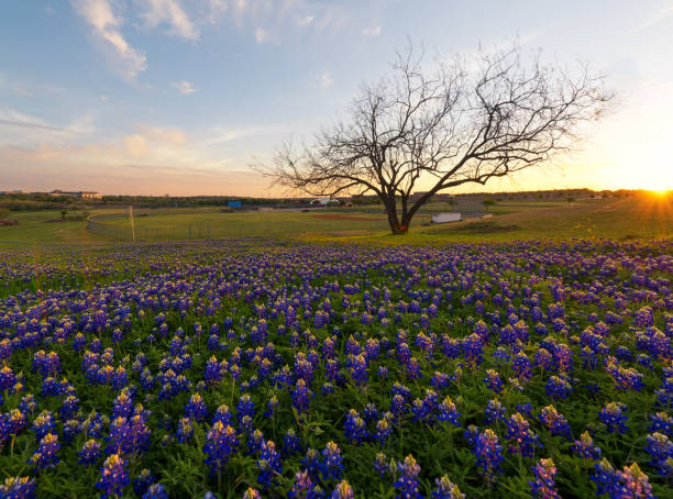 istock Bluebonnet flowers blooming in Irving, Texas 838518762
