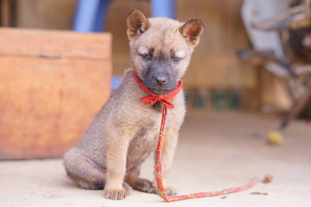 istock A serious little puppy 838519458