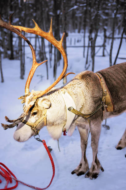 istock Reindeer standing on farm in Lapland Finland 838519486