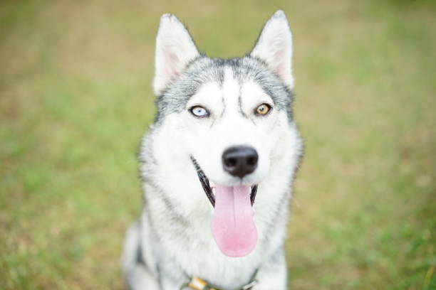 istock Potrait of a cute alaska 838520338